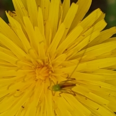 Conocephalus semivittatus (Meadow katydid) at Isaacs Ridge and Nearby - 19 Nov 2023 by Mike