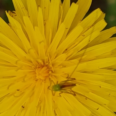Conocephalus semivittatus (Meadow katydid) at Jerrabomberra, ACT - 19 Nov 2023 by Mike