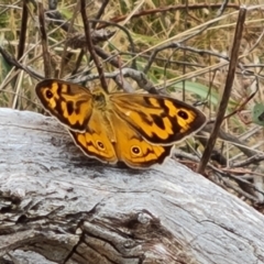 Heteronympha merope (Common Brown Butterfly) at Isaacs Ridge NR (ICR) - 19 Nov 2023 by Mike