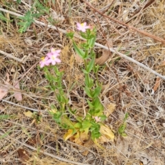 Centaurium erythraea (Common Centaury) at Isaacs Ridge NR (ICR) - 19 Nov 2023 by Mike