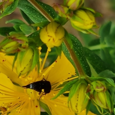 Mordellidae (family) (Unidentified pintail or tumbling flower beetle) at Isaacs Ridge - 19 Nov 2023 by Mike