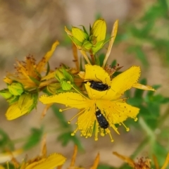 Mordellidae (family) at Isaacs Ridge NR (ICR) - 20 Nov 2023 10:06 AM