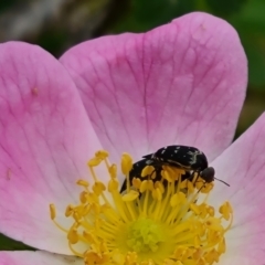 Mordellidae (family) (Unidentified pintail or tumbling flower beetle) at Isaacs Ridge NR (ICR) - 20 Nov 2023 by Mike