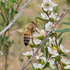 Apis mellifera (European honey bee) at Isaacs Ridge NR (ICR) - 20 Nov 2023 by Mike