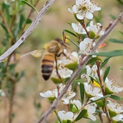 Apis mellifera (European honey bee) at Isaacs Ridge - 19 Nov 2023 by Mike