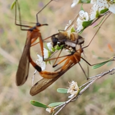 Harpobittacus sp. (genus) (Hangingfly) at Isaacs Ridge - 19 Nov 2023 by Mike