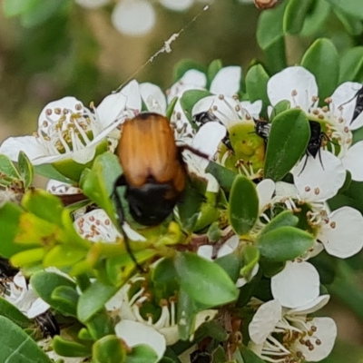 Phyllotocus rufipennis (Nectar scarab) at Isaacs Ridge NR (ICR) - 20 Nov 2023 by Mike