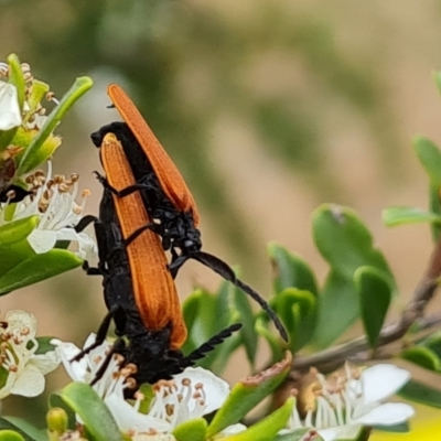Porrostoma rhipidium (Long-nosed Lycid (Net-winged) beetle) at Jerrabomberra, ACT - 19 Nov 2023 by Mike