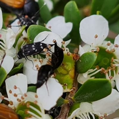 Mordella sydneyana (Pintail Beetle) at Isaacs Ridge NR (ICR) - 20 Nov 2023 by Mike