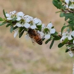 Apis mellifera (European honey bee) at Jerrabomberra, ACT - 19 Nov 2023 by Mike