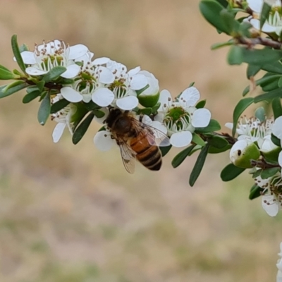 Apis mellifera (European honey bee) at Isaacs Ridge NR (ICR) - 20 Nov 2023 by Mike