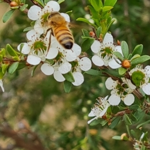 Apis mellifera at Isaacs Ridge NR (ICR) - 20 Nov 2023 09:43 AM