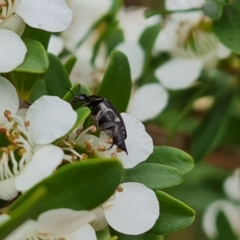 Mordellidae (family) (Unidentified pintail or tumbling flower beetle) at Isaacs Ridge - 19 Nov 2023 by Mike