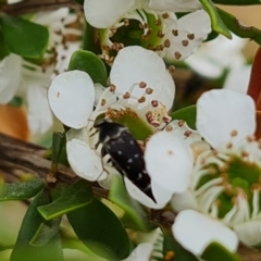 Mordellidae (family) at Isaacs Ridge NR (ICR) - 20 Nov 2023