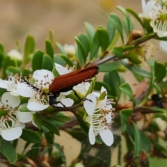 Porrostoma rhipidium (Long-nosed Lycid (Net-winged) beetle) at Jerrabomberra, ACT - 19 Nov 2023 by Mike