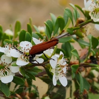 Porrostoma rhipidium (Long-nosed Lycid (Net-winged) beetle) at Jerrabomberra, ACT - 19 Nov 2023 by Mike