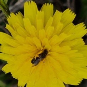 Lasioglossum sp. (genus) at Isaacs Ridge Offset Area - 20 Nov 2023