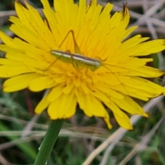 Conocephalus semivittatus (Meadow katydid) at Jerrabomberra, ACT - 19 Nov 2023 by Mike