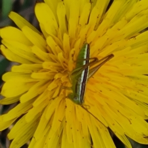 Conocephalus semivittatus at Isaacs Ridge Offset Area - 20 Nov 2023