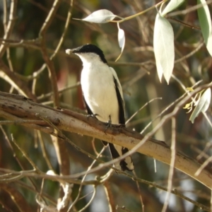 Lalage tricolor at Murrumbateman, NSW - 21 Nov 2023