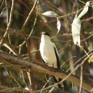 Lalage tricolor at Murrumbateman, NSW - 21 Nov 2023