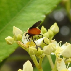 Bibionidae (family) (Bibionid fly) at ANBG - 21 Nov 2023 by HelenCross