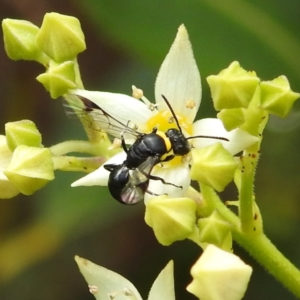 Hylaeus (Prosopisteron) primulipictus at ANBG - 21 Nov 2023