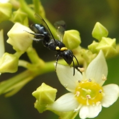 Hylaeus (Prosopisteron) primulipictus at ANBG - 21 Nov 2023