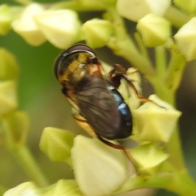 Psilota sp. (genus) at ANBG - 21 Nov 2023 by HelenCross