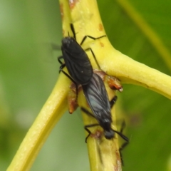 Bibionidae (family) at ANBG - 21 Nov 2023 12:27 PM