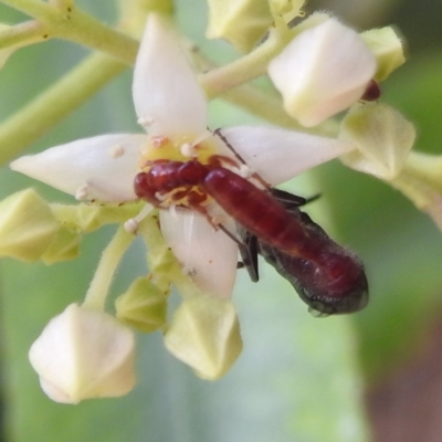 Thynninae (subfamily) (Smooth flower wasp) at Canberra Central, ACT - 21 Nov 2023 by HelenCross