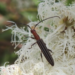 Syllitus rectus (Longhorn beetle) at ANBG - 21 Nov 2023 by HelenCross