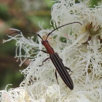 Syllitus rectus (Longhorn beetle) at Canberra Central, ACT - 21 Nov 2023 by HelenCross