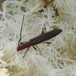 Syllitus rectus at ANBG - 21 Nov 2023 12:36 PM