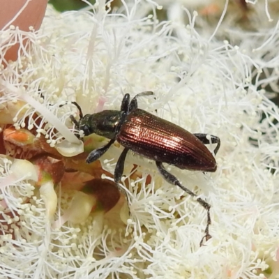 Lepturidea sp. (genus) (Comb-clawed beetle) at Canberra Central, ACT - 21 Nov 2023 by HelenCross