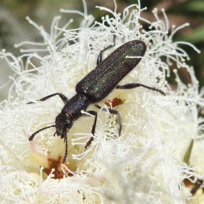 Eleale sp. (genus) (Clerid beetle) at Canberra Central, ACT - 21 Nov 2023 by HelenCross