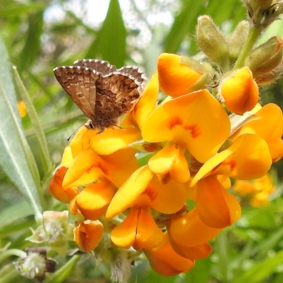 Neolucia agricola (Fringed Heath-blue) at ANBG - 21 Nov 2023 by HelenCross