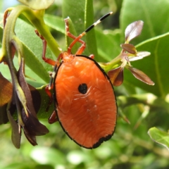 Musgraveia sulciventris (Bronze Orange Bug) at Canberra Central, ACT - 21 Nov 2023 by HelenCross