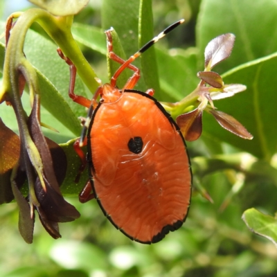 Musgraveia sulciventris (Bronze Orange Bug) at ANBG - 21 Nov 2023 by HelenCross