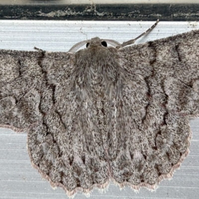 Crypsiphona ocultaria (Red-lined Looper Moth) at Florey, ACT - 20 Nov 2023 by LisaH