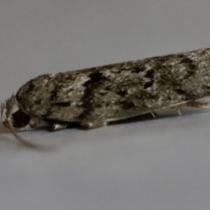 Philobota (genus) at Hughes, ACT - 21 Nov 2023