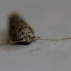 Philobota (genus) at Hughes, ACT - 21 Nov 2023