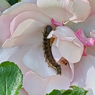 Helicoverpa (genus) (A bollworm) at Isaacs, ACT - 17 Nov 2023 by galah681