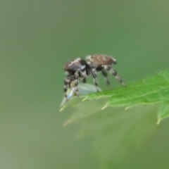 Maratus griseus at Hughes, ACT - 21 Nov 2023