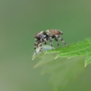 Maratus griseus at Hughes, ACT - 21 Nov 2023