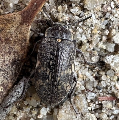 Lepispilus sp. (genus) (Yellow-spotted darkling beetle) at Rockton, NSW - 15 Nov 2023 by Pirom