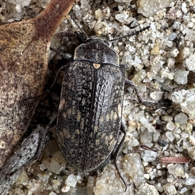 Pachycoelia sp. (genus) (A darkling beetle) at Rockton, NSW - 15 Nov 2023 by Pirom