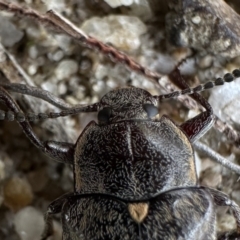 Lepispilus sp. (genus) at Rockton, NSW - 15 Nov 2023