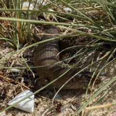 Unidentified Skink at Rottnest Island, WA - 10 Dec 2022 by HelenCross