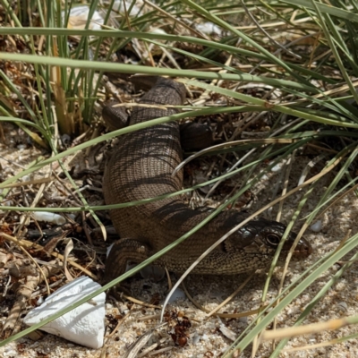 Egernia kingii (King's Skink) at Rottnest Island, WA - 10 Dec 2022 by HelenCross